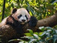 Śpiąca, Liście, Panda, Grafika, Konar