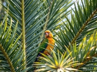Liście, Palma, Papuga