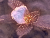 Płatek, Liście, Fractalius