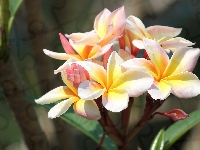 Plumeria, Kwiaty, Kolorowe, Liście