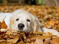 Liście, Pies, Golden Retriever, Jesień