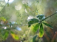 Rośliny, Liście, Bokeh