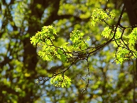 Rozświetlone, Gałązka, Klon, Liście