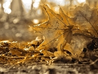 Liście, Jesień, Suche, Sepia