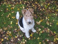 Liście, Lakeland Terrier, Trawa