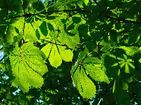 Zielone, Drzewo, Kasztanowiec, Liście