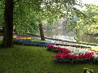 Kwitnące, Kaukenhof, Park, Lisse, Kwiaty, Wiosna