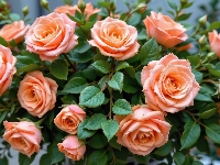 Listki, Róże, Brzoskwiniowe