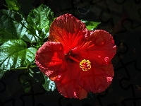 Listki, Hibiskus, Czerwony