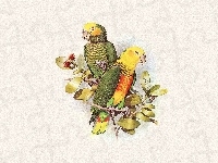 Listki, Kolorowe, Papugi, Edward Lear