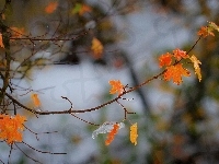 Listki, Jesień, Drzewa, Gałązka, Klon