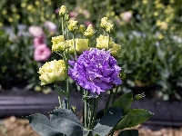 Listki, Eustoma, Kwiaty