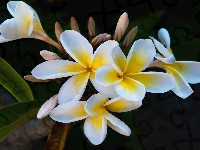 Listki, Plumeria, Kwiaty