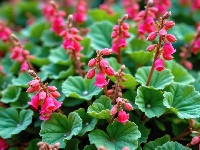 Okrągłe, Różowe, Kwiaty, Listki