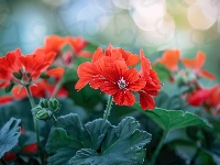 Pelargonia, Czerwone, Kwiaty, Listki