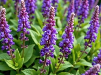 Szałwia, Fioletowe, Kwiaty, Listki