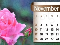 Listopad, Kalendarz, Róża, 2013r