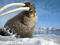 Lód, Morze, Mors