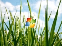 Windows, Logo, Trawa