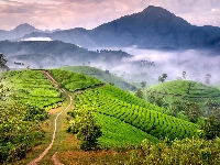 Ścieżka, Zielone, Drzewa, Wietnam, Góry, Wzgórza, Pola, Mgła, Long Coc Tea Hill, Plantacja herbaty