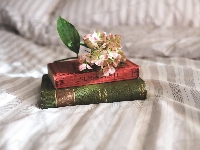 Łóżko, Kwiat, Książki