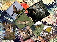 Łozówka, Uszatka, Ptaki, Puchacz, Trznadel, Zięba, Grafika, Gąsior, Pliszka