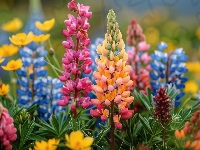 Łubin, Kwiaty, Kolorowe