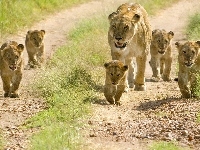Rodzinka, Lwia, Safari