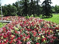 Lwie, Park, Kolorowe, Paszcze