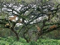 Kenia, Drzewo, Lwy