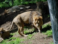 Wybieg, Lwy, Zoo