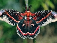 Ćma, Cecropia