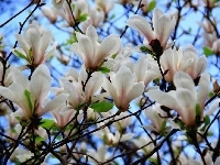 Magnolia