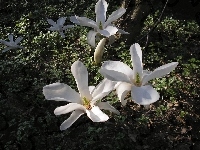 Magnolia