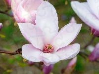 Kwiat, Magnolia, Biało-różowy, Pąki