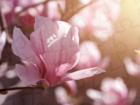 Kwiaty, Magnolia, Krzew, Rozmycie, Różowa
