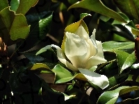 Kwiat, Magnolia, Liście