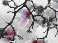 Kwiaty, Gałązka, Bladoróżowe, Magnolia