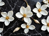 Białe, Magnolia, Kwiaty, Tło, Czarne