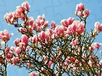 Drzewo, Magnolie, Kwiaty