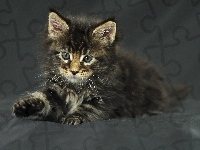 Kotek, Maine Coon