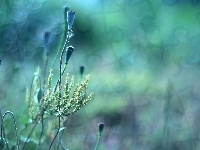 Rośliny, Makówki, Bokeh