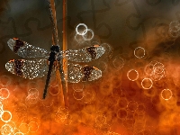 Bokeh, Ważka, Światło, Makro