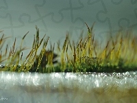 Makro, Mech, Źdźbła, Bokeh