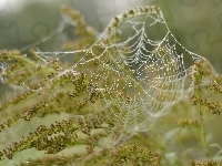 Makro, Pajęczyna, Tło, Roślina, Krople, Rozmyte