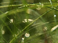 Makro, Trawa, Krople, Bokeh