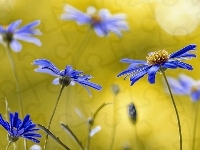 Niebieskie, Makro, Kwiatki