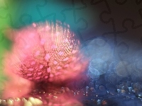 Makro, Różowe, Piórko, Bokeh