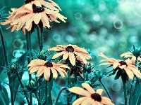 Rudbekia Błyskotliwa, Kwiaty, Makro