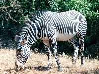 Mała, Zebra